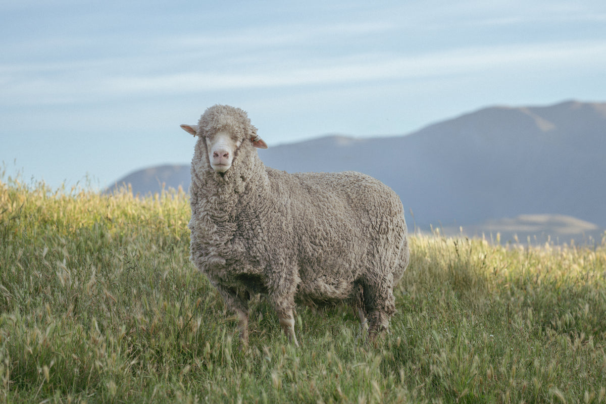 100% merino wool