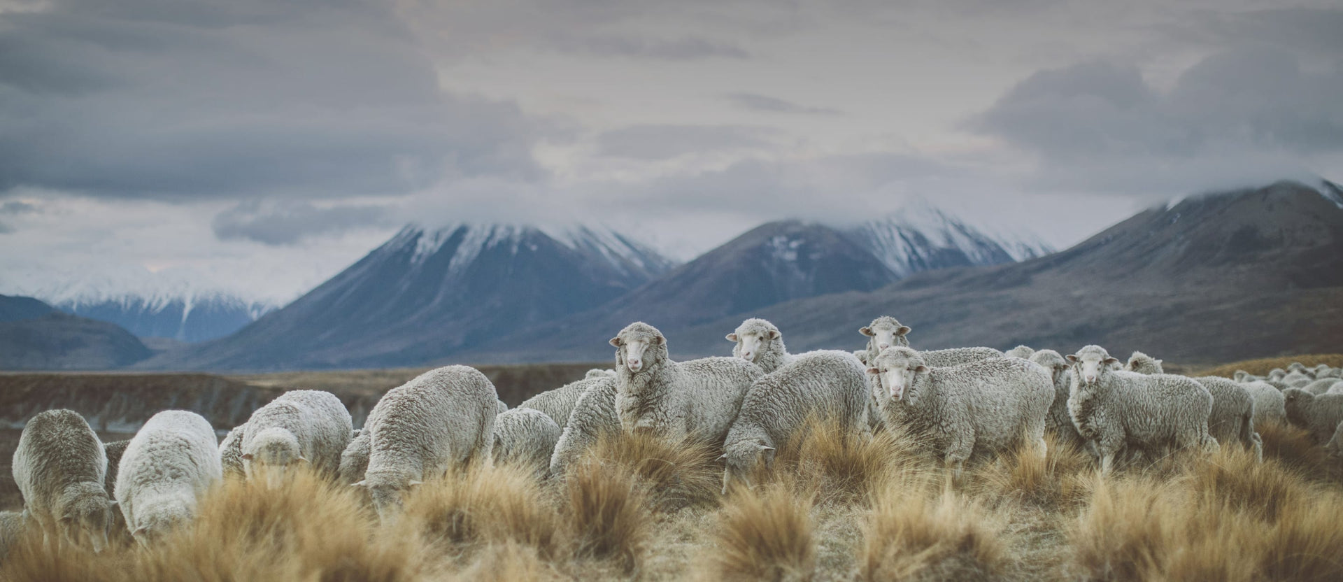 Merino wool – icebreaker